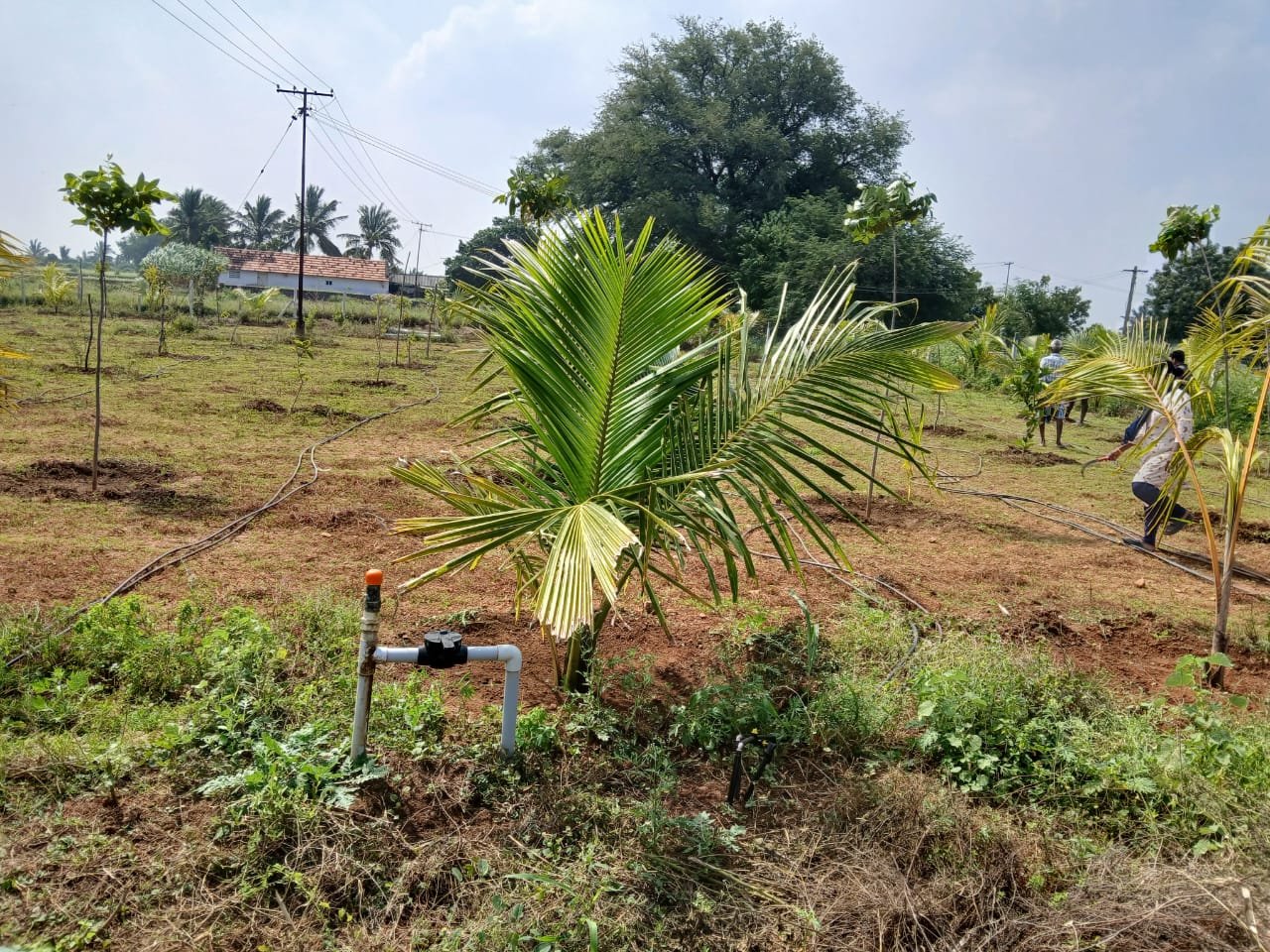 Farm Land Trichy - 10