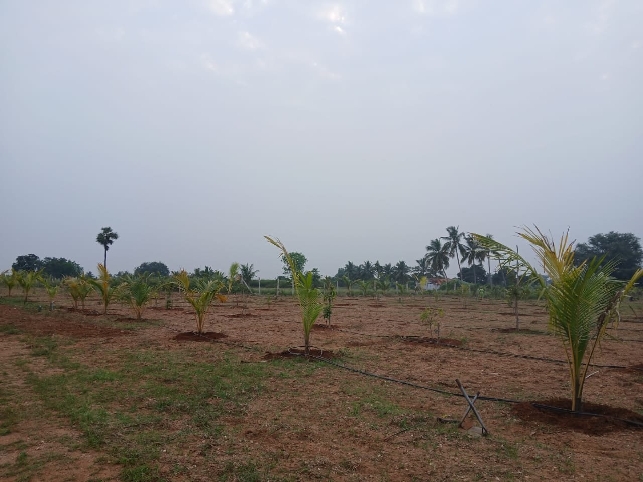 Farm Land Trichy - 11