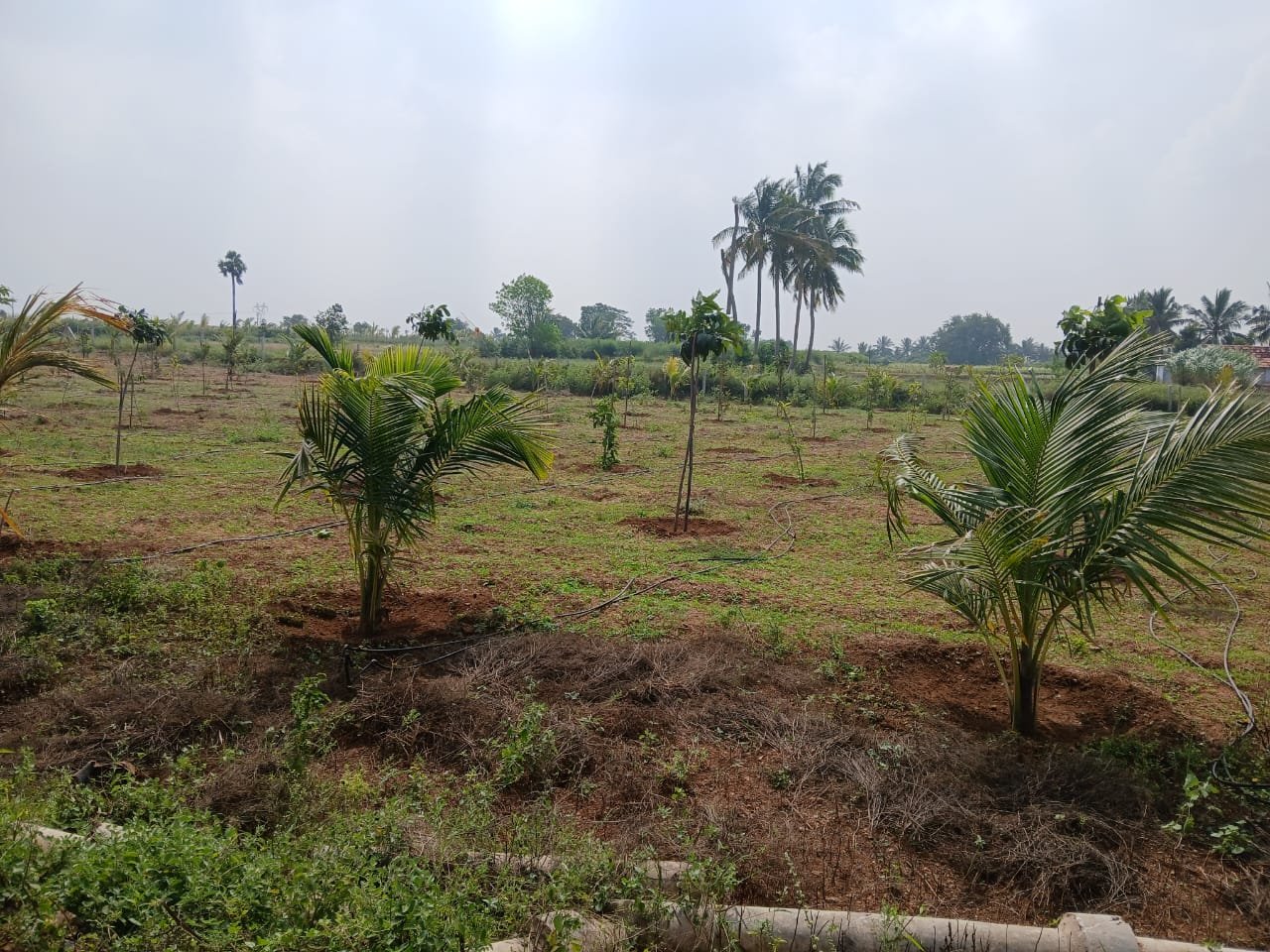 Farm Land Trichy - 12