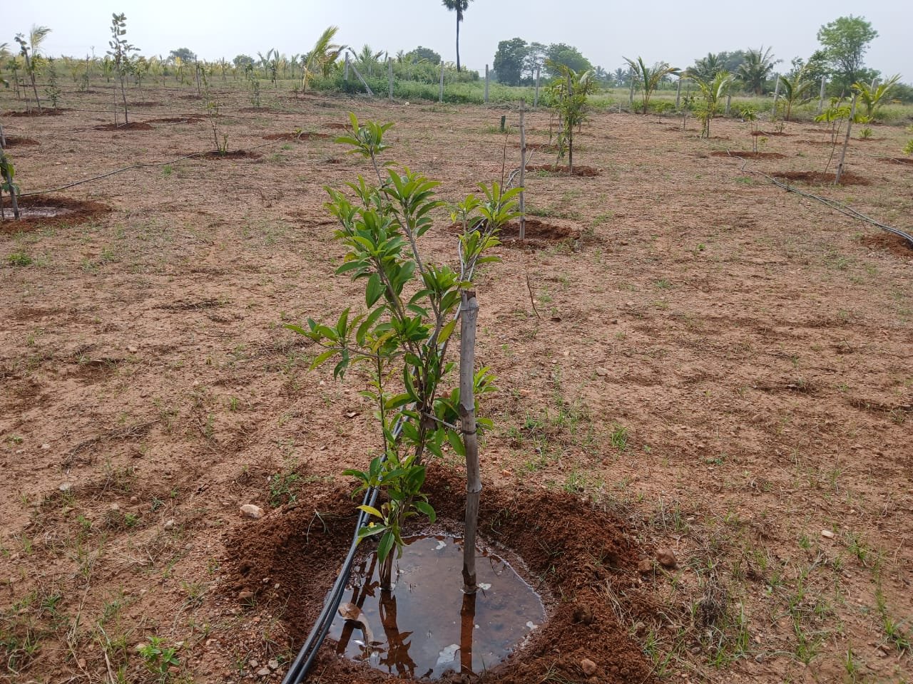 Farm Land Trichy - 4