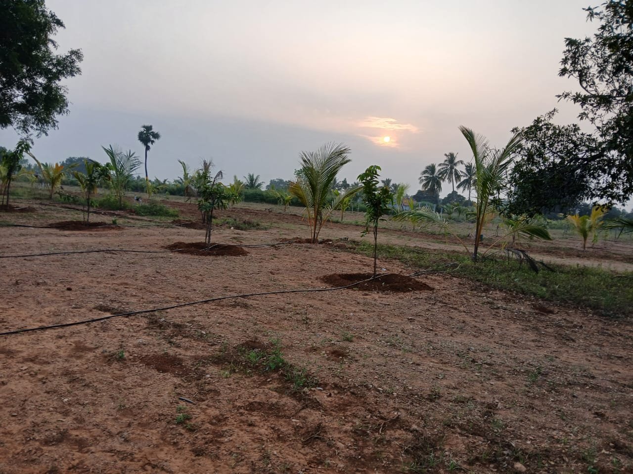 Farm Land Trichy - 6