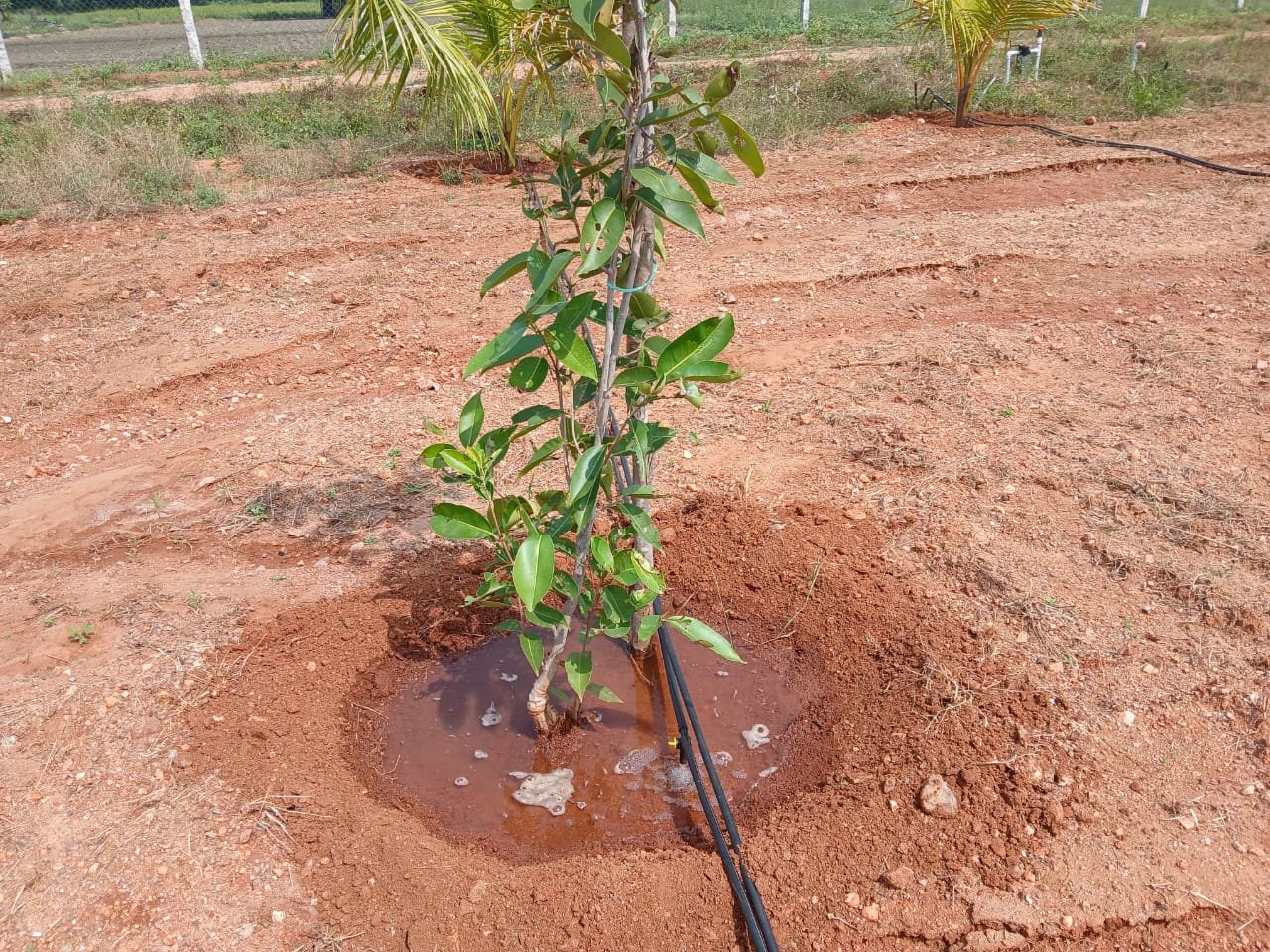 Farm Land Trichy - 8